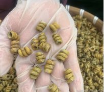 老年人喝石斛有什么好处