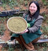 手术后铁皮石斛可以煲汤喝吗