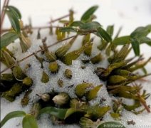 喝霍山米斛会上火吗