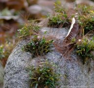 喝霍山米斛对人体有什么好处吗