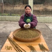 铁皮石斛寸金和枫斗有什么区别呢