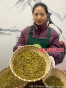 铁皮石斛寸金条可以泡水喝吗