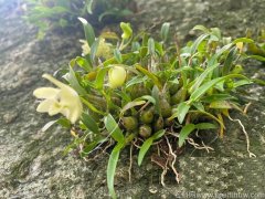 霍山米斛和霍山铁皮石斛哪个好