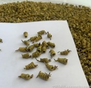 霍山石斛怎么泡水喝对人体有什么功效