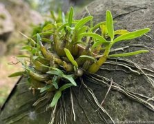 野生霍山石斛哪里有卖？是保护植物吗？多少钱一克？