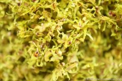 霍山铁皮石斛花怎么泡水