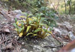 霍山米斛怎么采摘方法和技巧