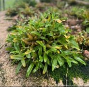 霍山米斛的功效和作用吃法禁忌