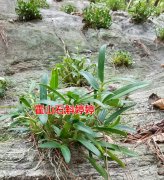 霍山铁皮石斛是气生根植物吗