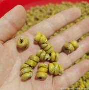 铁皮石斛对心脏的功效研究与作用有哪些呢