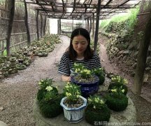 霍山米斛花功效与作用及食用方法
