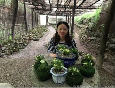 霍山石斛泡水喝的方法和用量是多少克