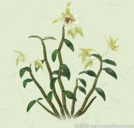 焦虑症燥热可服用鲜铁皮石斛吗