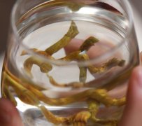 石斛和西洋参打粉吃有什么功效和作用