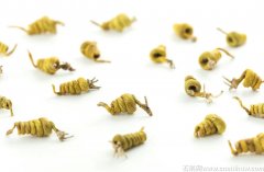 野生石斛和种植石斛有啥区别呢