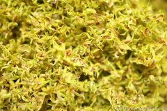 石确花煲汤会苦吗为什么呢