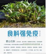 霍山石斛对于甲状腺癌患者有益吗能吃吗(甲亢吃铁皮石斛好吗)