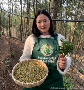 铁皮石斛跟什么一起煲下火效果好