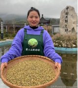 铁皮石斛粉加三七粉对萎缩性胃炎有效果吗