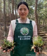 霍山石斛的功效和作用