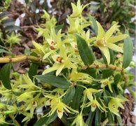 喝了石斛花泡水会上火吗