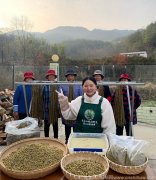 霍山石斛枫斗加工方法和工艺流程，石斛加工步骤制作工艺过程包括哪些内容