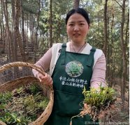 怎样才能买到真正的霍山石斛?为什么霍山石斛那么神奇