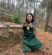 霍山米斛和什么一起泡水喝好呢?霍山米斛泡水放多少合适呢?探寻健康之秘