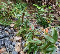 三种人坚决不能吃铁皮石斛的原因