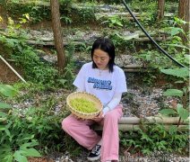 铁皮石斛花的功效与作用吃法?怎么吃好