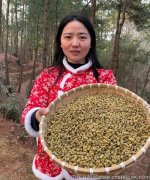 用保温杯泡铁皮石斛水喝可以吗?放几粒合适呢？隔夜还可以喝吗？