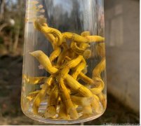 铁皮枫斗泡水能长期饮用吗？铁皮枫斗每天泡水喝对身体有什么好处?