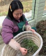 石斛和铁皮石斛的功效有什么差别，有什么区别呢