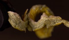 石斛对萎缩性胃炎有效果吗什么时候吃，怎么最好呢?