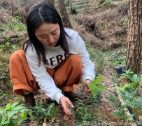 黄芪铁皮石斛枸杞红枣可以一起煮吗功效与作用