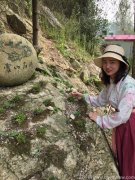 铁皮石斛喝多了是不是会拉肚子呀怎么回事？