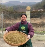 问一下铁皮石斛是能降糖吗降血糖吗