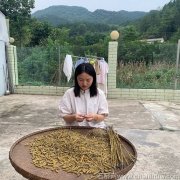 肺气肿病人能吃铁皮石斛吗好吗有效果吗