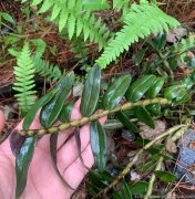 春石斛好养还是秋石斛好养呢,哪个比较 容易种活