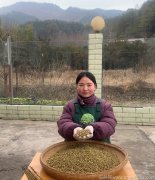 铁皮石斛吃了心跳会加快吗为什么