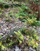 铁皮石斛肝硬化病人能吃吗？有效果吗？