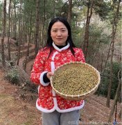 芦根和石斛一起泡水喝有什么功效和作用