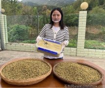 铁皮石斛打磨成粉太粗怎么办？可以考虑二次打粉